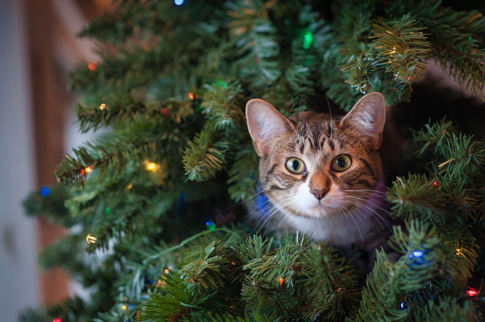 Meowgicians's q4 and Christmas season year end promotion of gifts for cat lovers