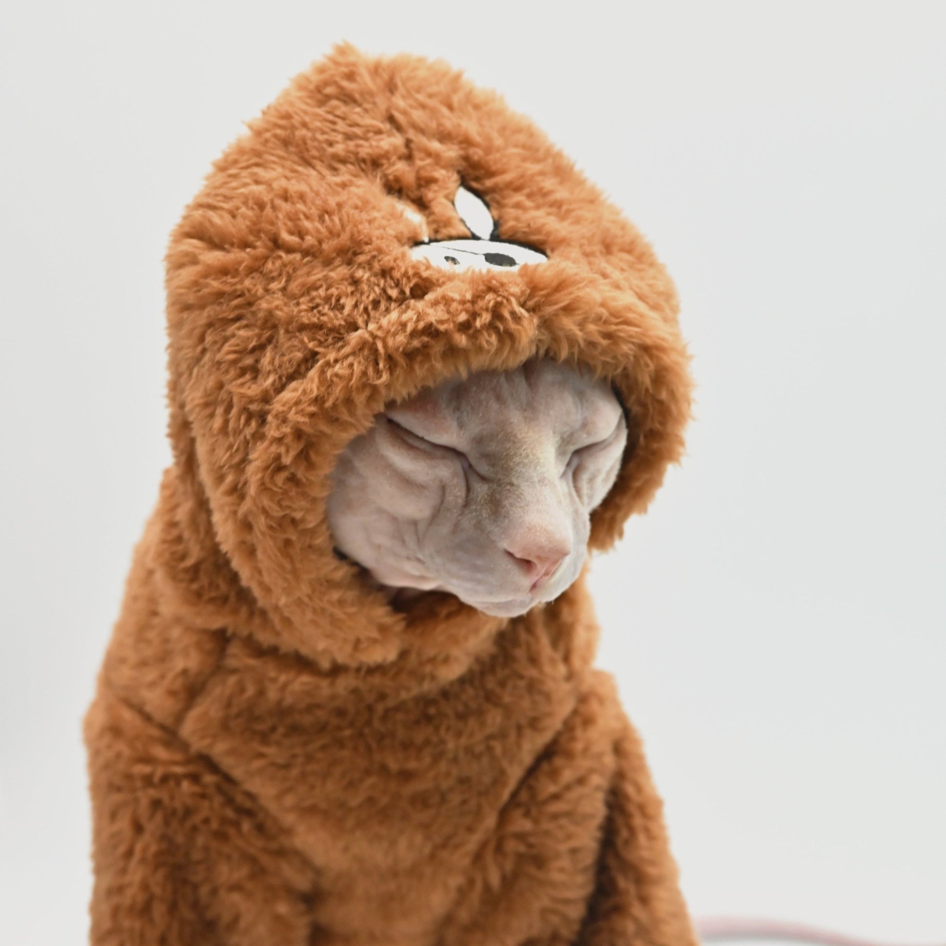 a cat wearing hoodies for cats that is very fluffy