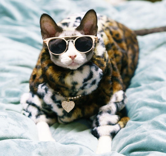 The Meow Boss' Luxury design cat jacket