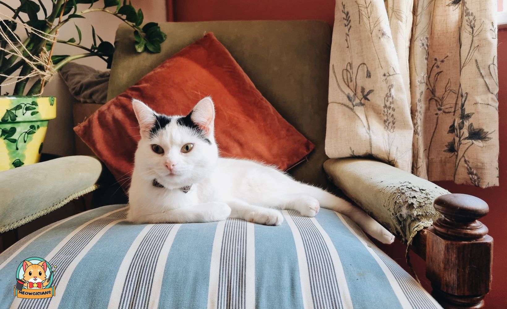 Meowgicians - cat home decor, cat bedroom decor, cat kitchen decor, cats wall decor