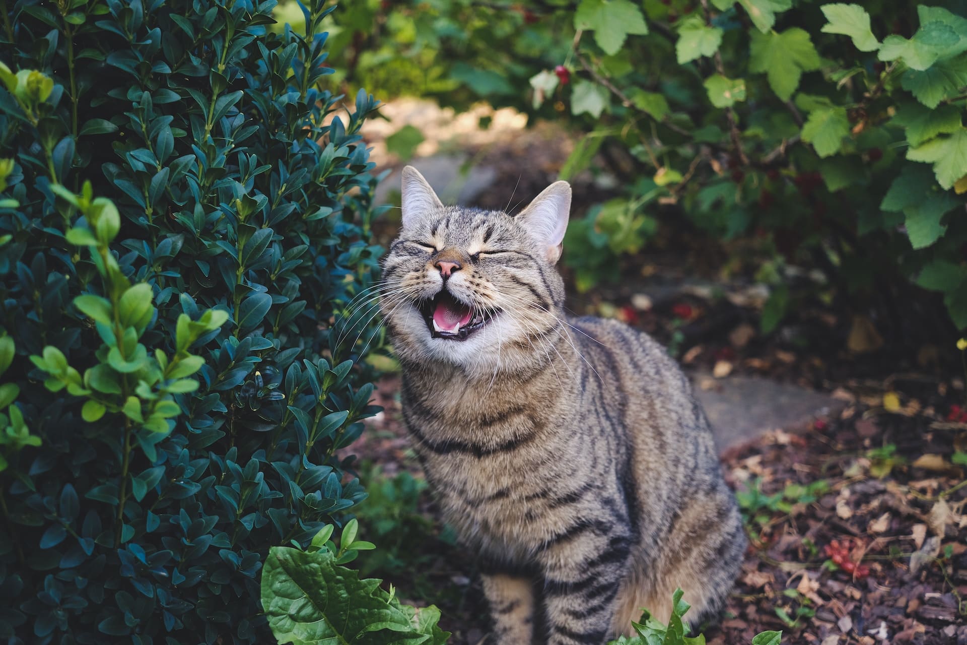 Summer 2023 photo of a yawning cat hiding in lush greenery | Facinating Summer Sales Campaign for Cat Enthusiasts and Cat Moms featuring Meowgicians' unique gift collection