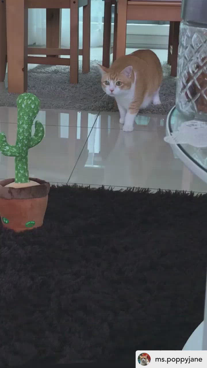 talking cactus for cat dancing cactus for pet cat toy dog toy speaking cactus