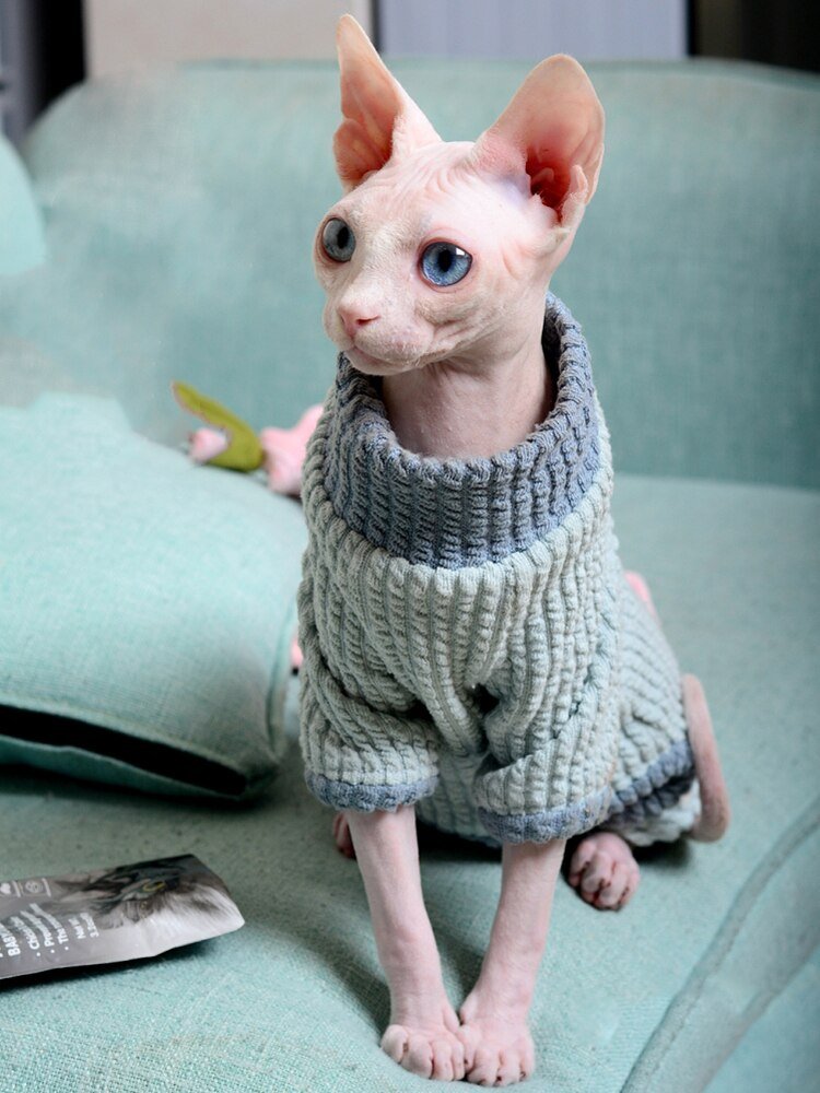a clothing for sphynx cat in the winter