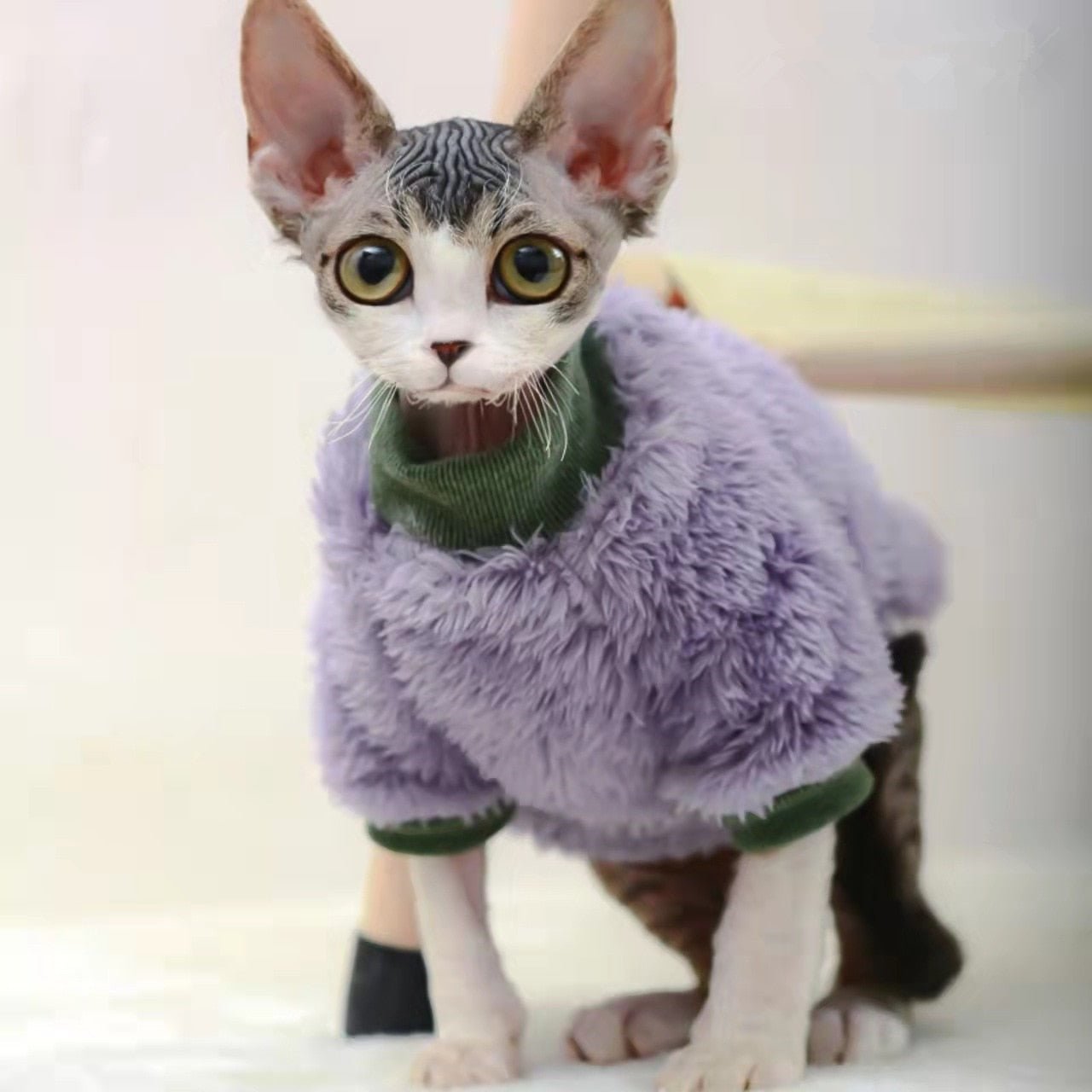 a cat is wearing a purple sweaters for cats