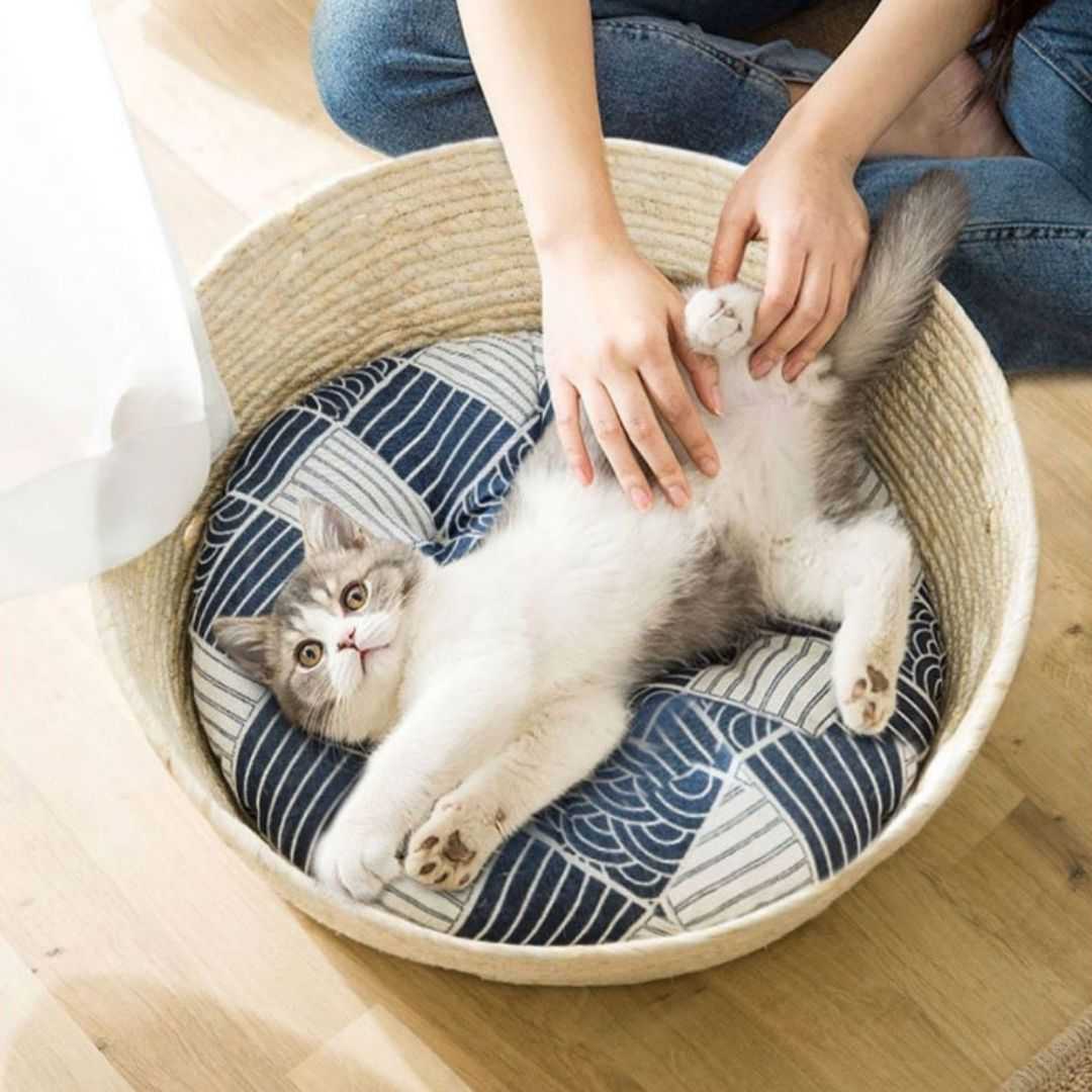 Adorable japanese design rattan cat bed with pad | Meowgicians