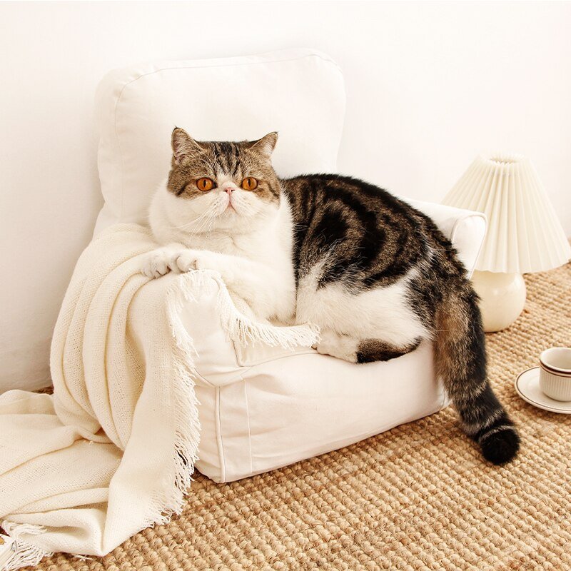 Like a boss cat sofa bed