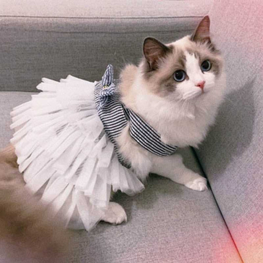 a cat wearing a cute tutu  at dress