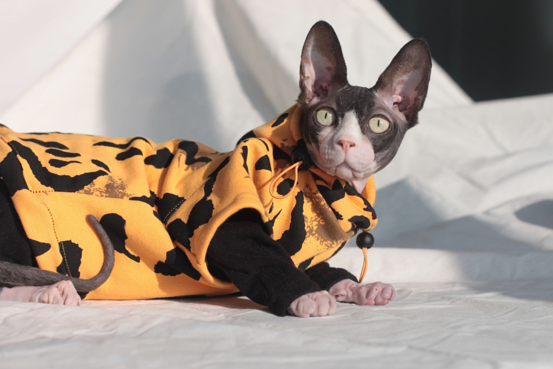 a cat wearing a designer cat clothes
