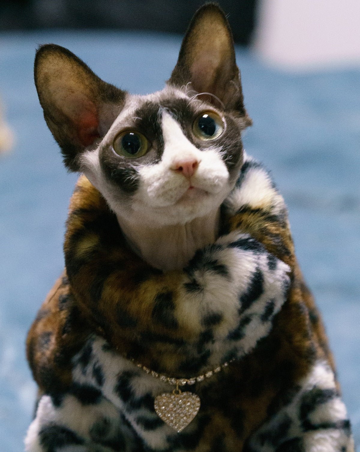 The Meow Boss' Luxury design cat jacket
